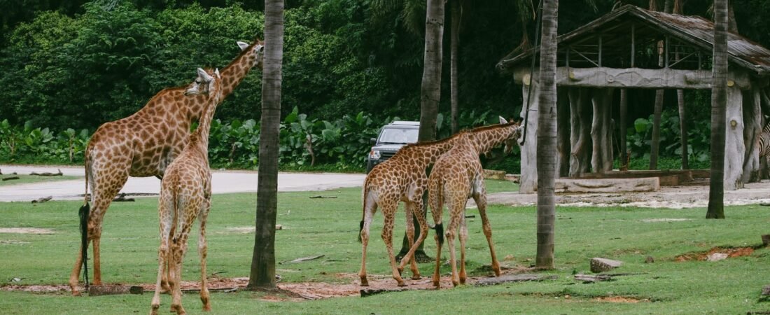 How your zoo ticket becomes the animals’ food: the journey