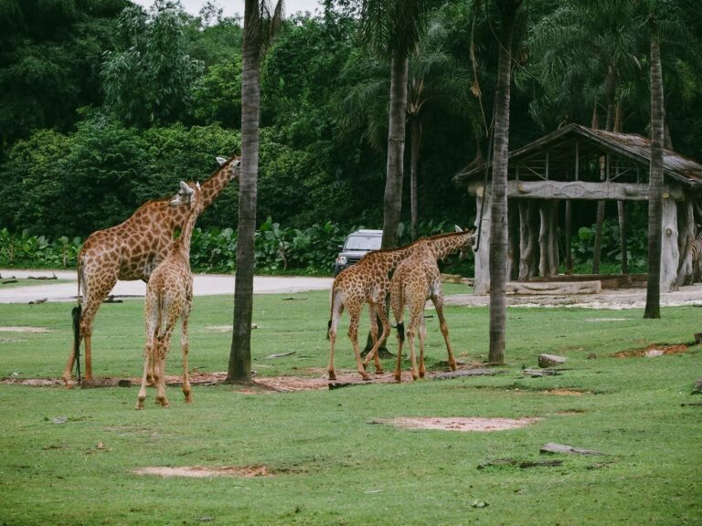 How your zoo ticket becomes the animals’ food: the journey